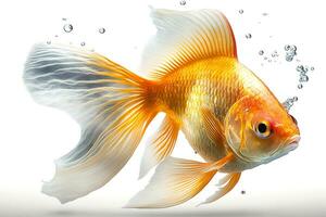 Gold fish isolated on white background, generative ai photo