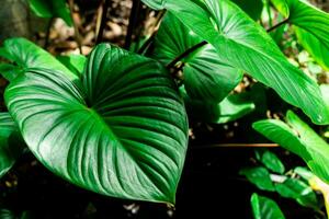 Real leaves with black copy space background.Tropical Botanical nature concepts design. photo