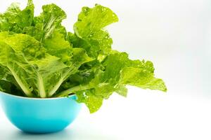 Fresco verde lechuga ensalada hojas con marcas de insecto picaduras aislado en blanco antecedentes. foto