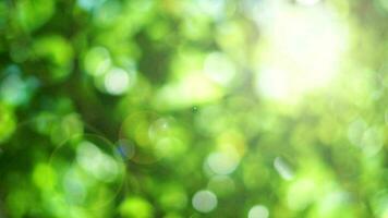 Natural green bokeh with light rays background video