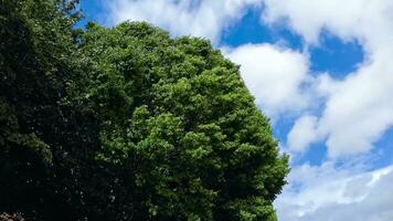 fluistert van de wind bomen dansen in bries video