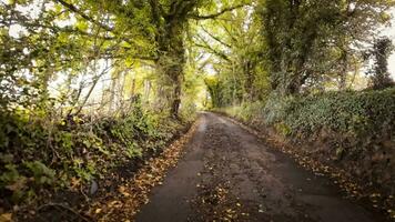 herbstlich Fahrbahn ein szenisch Fahrt durch das Wald video