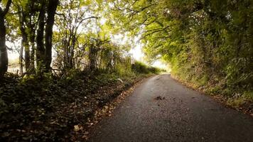 herbstlich Fahrbahn ein szenisch Fahrt durch das Wald video