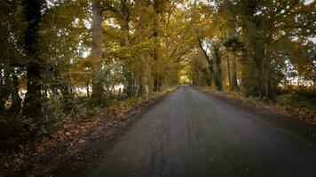 herfst- rijweg een toneel- rit door de Woud video