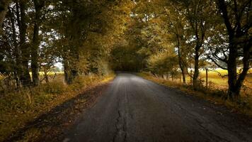 herfst- rijweg een toneel- rit door de Woud video