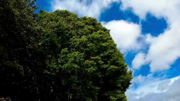 fluistert van de wind bomen dansen in bries video