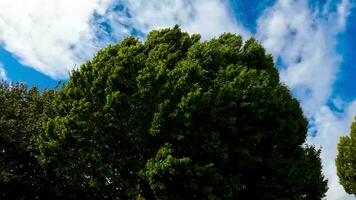 sussurra di il vento alberi danza nel brezza video