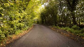 autunnale carreggiata un' panoramico guidare attraverso il foresta video