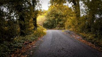 autunnale carreggiata un' panoramico guidare attraverso il foresta video