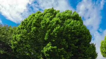 fluistert van de wind bomen dansen in bries video