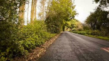 outonal estrada uma cênico dirigir através a floresta video