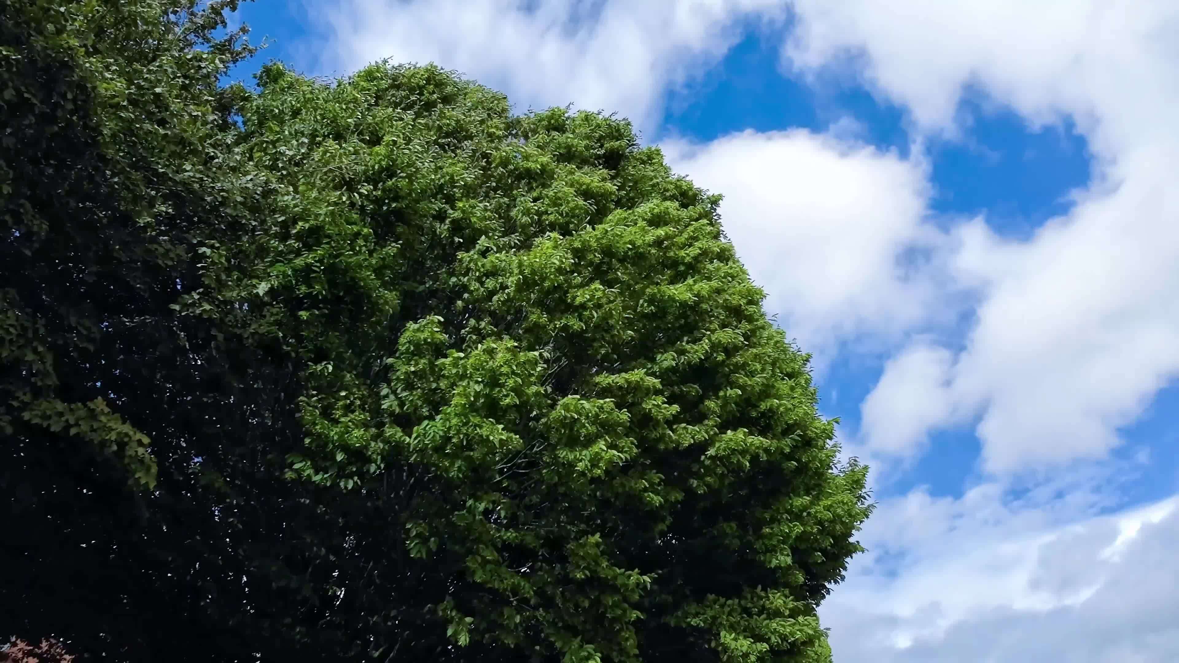 Page 2 Tree Growing Time Lapse Stock Video Footage for Free Download