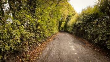 autunnale carreggiata un' panoramico guidare attraverso il foresta video