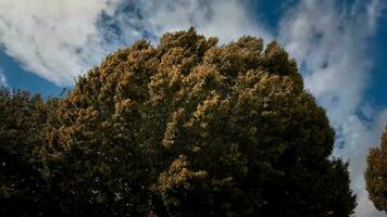 sussurra di il vento alberi danza nel brezza video