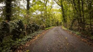 outonal estrada uma cênico dirigir através a floresta video