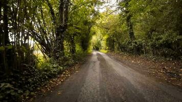 Autumnal Roadway A Scenic Drive Through the Forest video