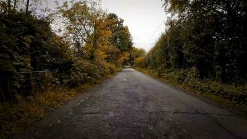 herbstlich Fahrbahn ein szenisch Fahrt durch das Wald video