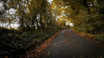 Autumnal Roadway A Scenic Drive Through the Forest video
