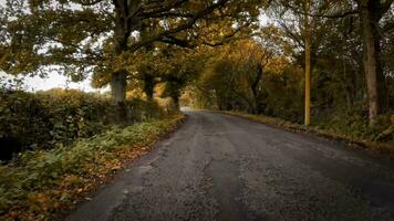 herfst- rijweg een toneel- rit door de Woud video