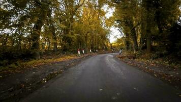 Autumnal Roadway A Scenic Drive Through the Forest video