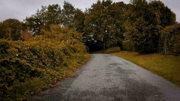 herbstlich Fahrbahn ein szenisch Fahrt durch das Wald video