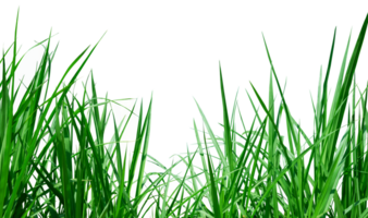 grön gräs isolerat gräns isolerat png
