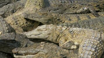 många hungrig krokodiler tävlande för mat video