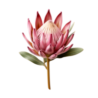 Dry dried pink Protea flower with single png ai generative