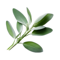 Fresh twig of sage with several leaves herb medical plants ai generative png