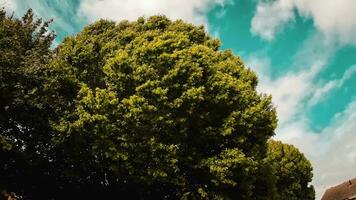 chuchote de le vent des arbres dansant dans brise video