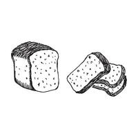 Toast slices sketch. Bread engraving in hand drawn style vector