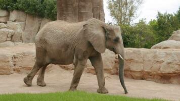 African elephant walking in the zoo video
