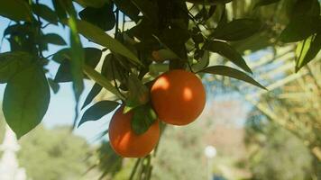 zonnig oranje boom Afdeling video