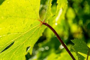 Green grape leaves with drops of water after rain, close up view photo