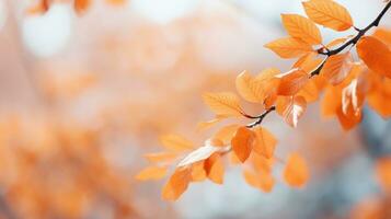 borroso otoño hojas con superficial profundidad de campo foto