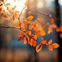 borroso otoño hojas con superficial profundidad de campo foto