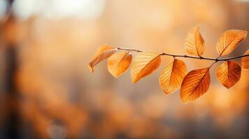 Blurred autumn leaves with shallow depth of field photo