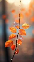 Blurred autumn leaves with shallow depth of field photo