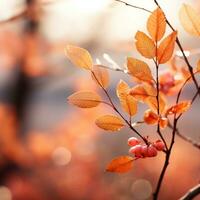 Soft focus autumn leaves in warm hues photo