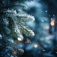 Snowy pine tree branches with blurred lights photo