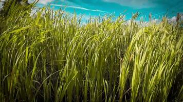 een boeiend perspectief van een geïsoleerd moeras riet door de water's kant. deze beeld nodigt uit overpeinzing van de gemakkelijk nog opvallend schoonheid gevonden in aard details. video