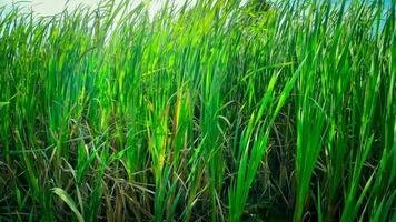 A captivating perspective of an isolated marsh reed by the water's edge. This image invites contemplation of the simple yet striking beauty found in natures details. video