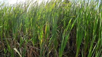 A captivating perspective of an isolated marsh reed by the water's edge. This image invites contemplation of the simple yet striking beauty found in natures details. video