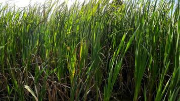 een boeiend perspectief van een geïsoleerd moeras riet door de water's kant. deze beeld nodigt uit overpeinzing van de gemakkelijk nog opvallend schoonheid gevonden in aard details. video