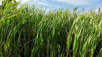 A captivating perspective of an isolated marsh reed by the water's edge. This image invites contemplation of the simple yet striking beauty found in natures details. video