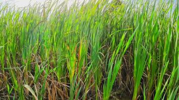 A captivating perspective of an isolated marsh reed by the water's edge. This image invites contemplation of the simple yet striking beauty found in natures details. video