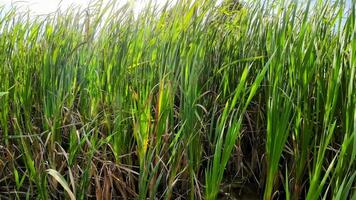 een boeiend perspectief van een geïsoleerd moeras riet door de water's kant. deze beeld nodigt uit overpeinzing van de gemakkelijk nog opvallend schoonheid gevonden in aard details. video