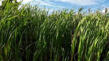 A captivating perspective of an isolated marsh reed by the water's edge. This image invites contemplation of the simple yet striking beauty found in natures details. video