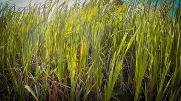 A captivating perspective of an isolated marsh reed by the water's edge. This image invites contemplation of the simple yet striking beauty found in natures details. video