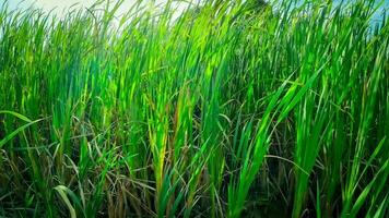 A captivating perspective of an isolated marsh reed by the water's edge. This image invites contemplation of the simple yet striking beauty found in natures details. video